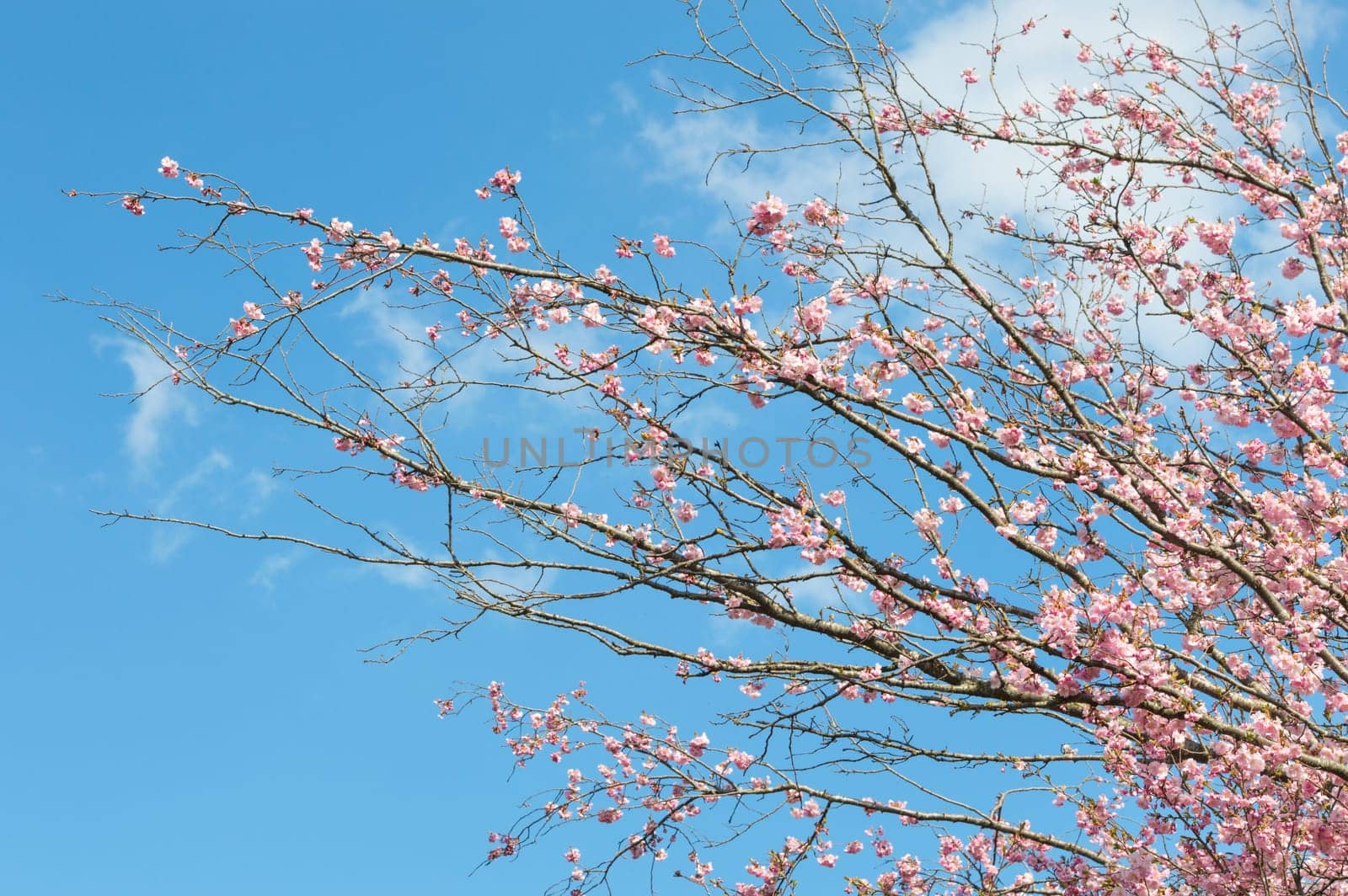 Pink blossoming branches of spring blooming apple tree with sunlight flowers against blue sky
