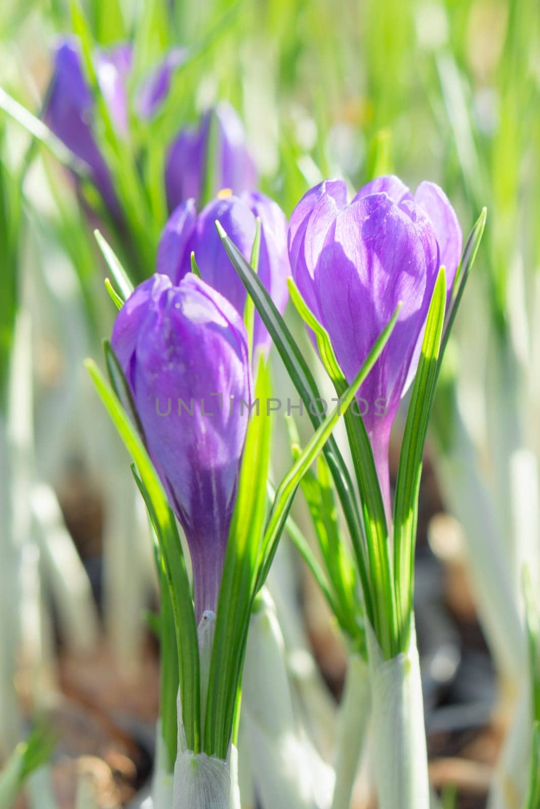 Springtime flowering of first spring purple crocus flowers. Stock photo with shallow DOF blurred bokeh background and selective focus point.