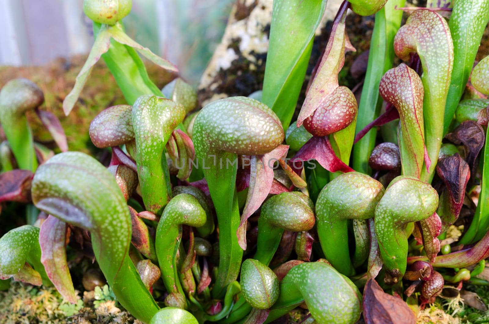 Darlington California one carnivorous plant that eats fly and other insect