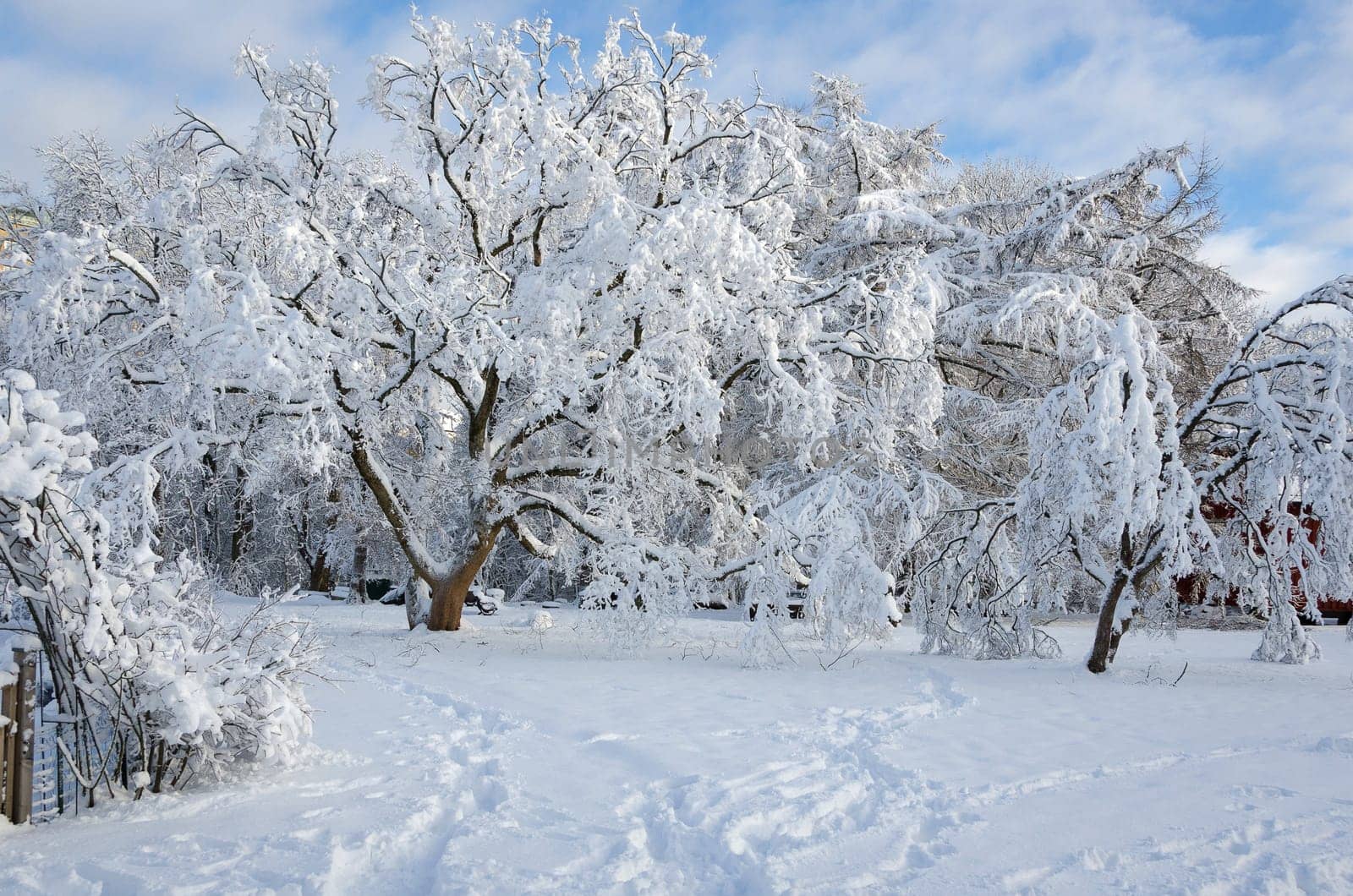 winter in sweden with snow on the tree and blue sky