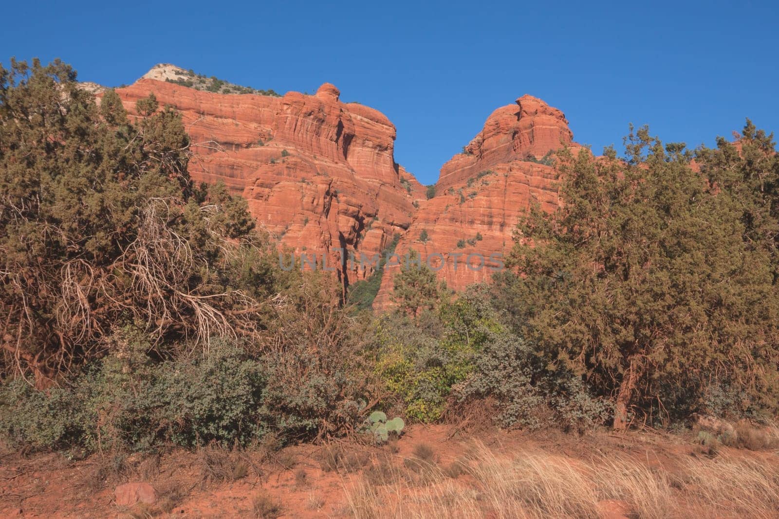 Landscape of a red rock wall surrounded in green foliage.