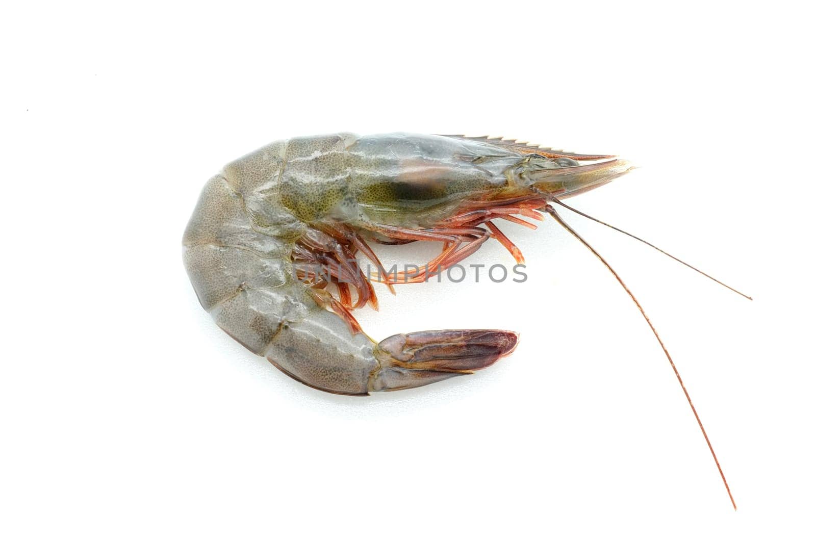 Raw / fresh shrimp / prawn isolated on white background