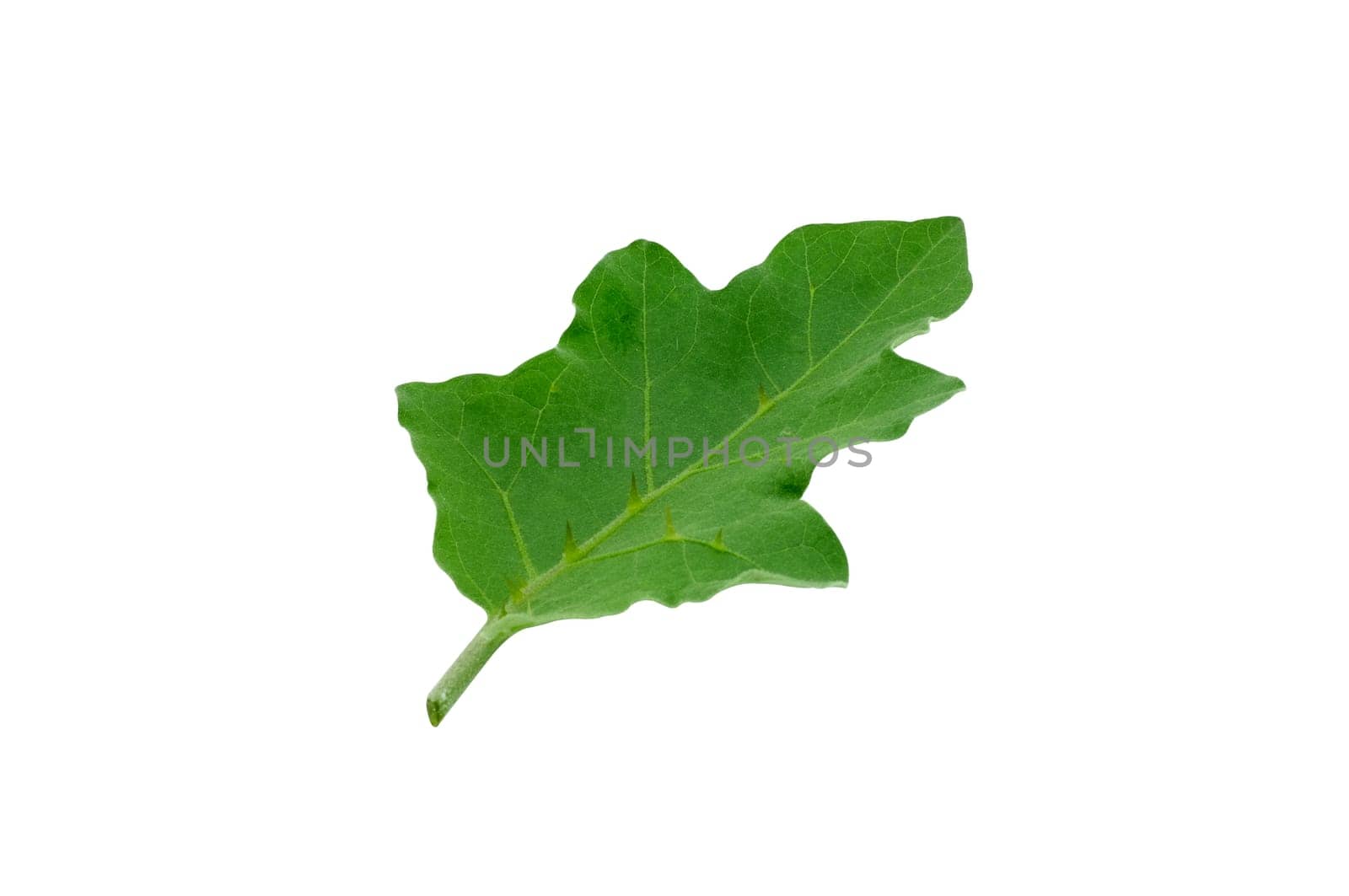 Eggplant leaves isolated on a white background