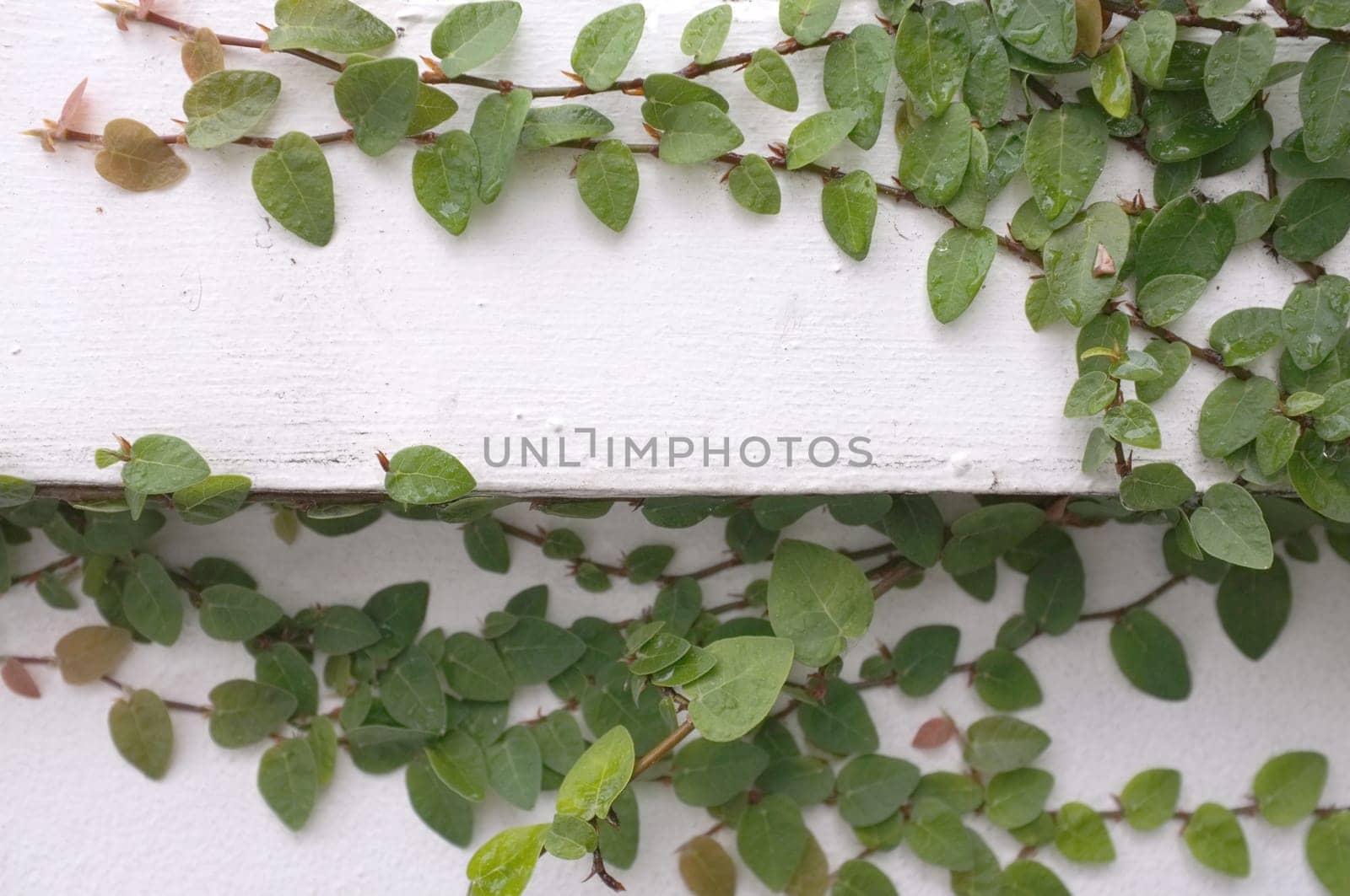 Coatbuttons Mexican daisy plant on white cement wall
