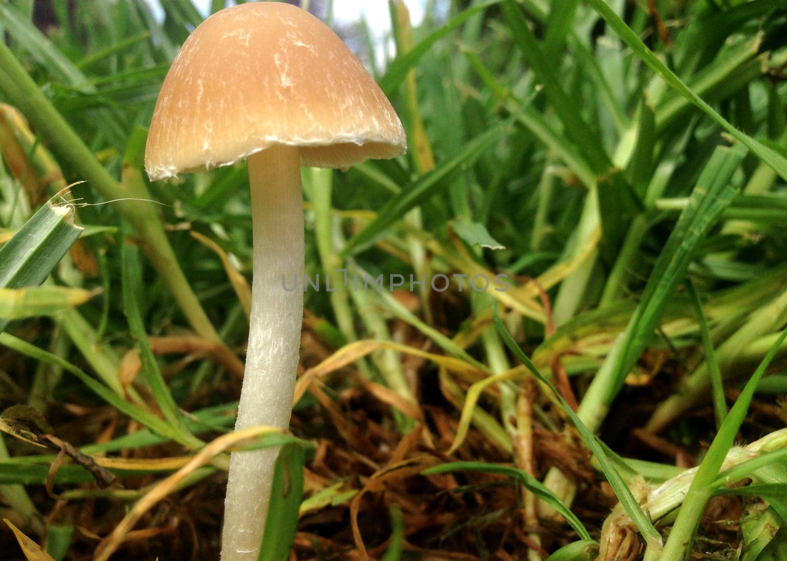 Low angle little mushroom view between grass blades