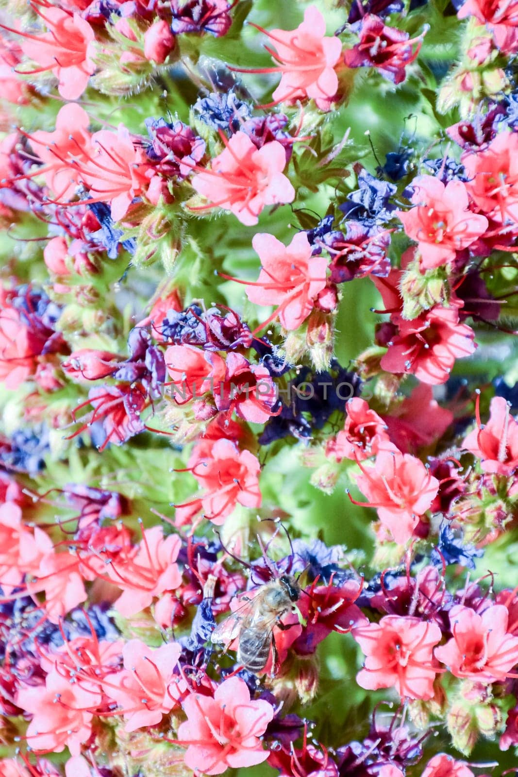 Picture of Classic Flower Background Texture Pattern
