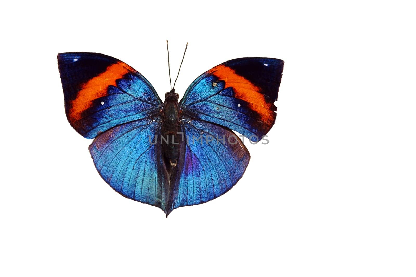Indian butterfly - Blue-red-black butterfly from Asia