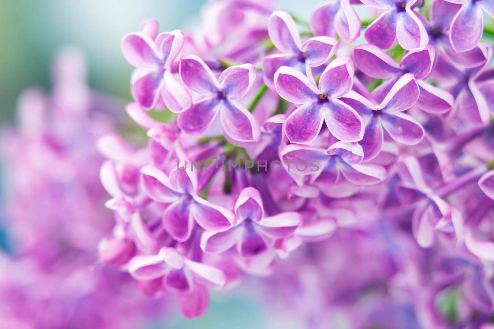 Blooming lilac flowers. Macro photo.
