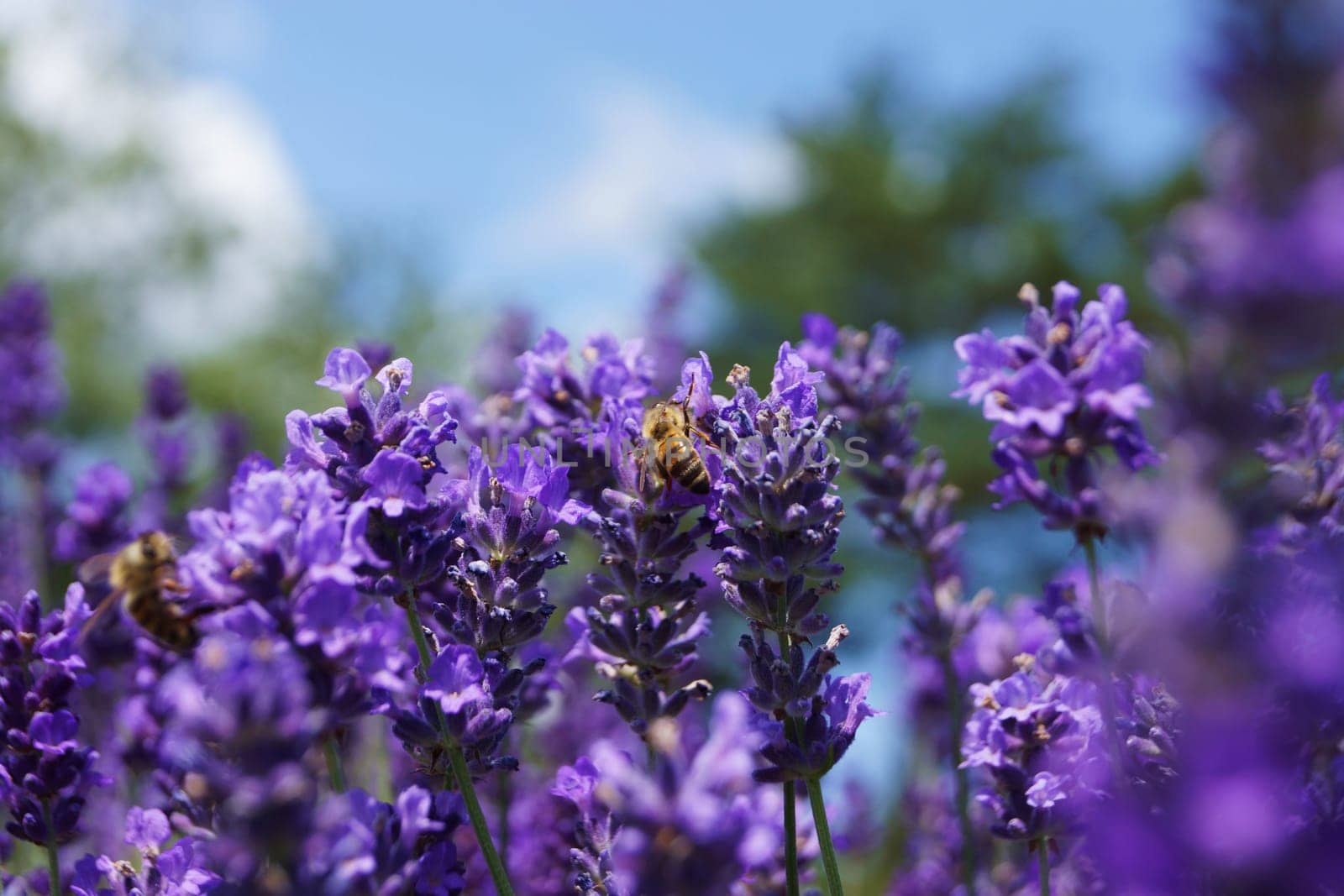 Bee in the Lavender Field