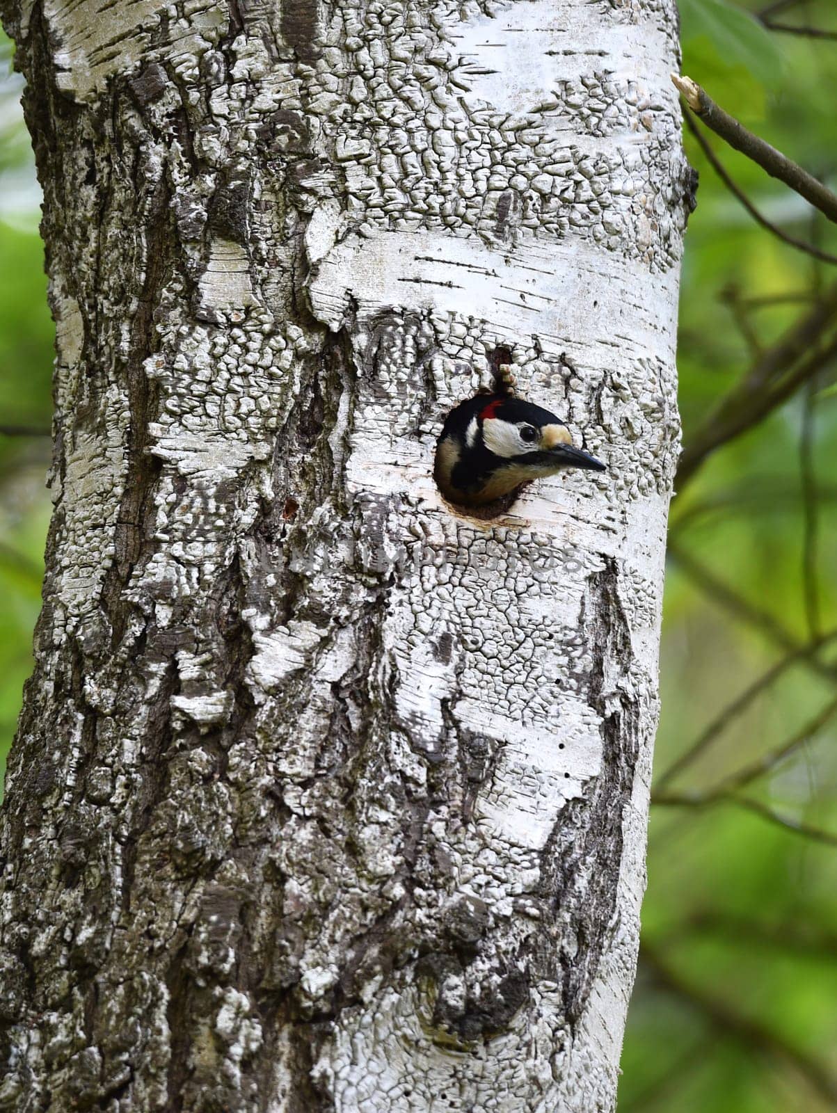 Colorful woodpecker in tree cavity