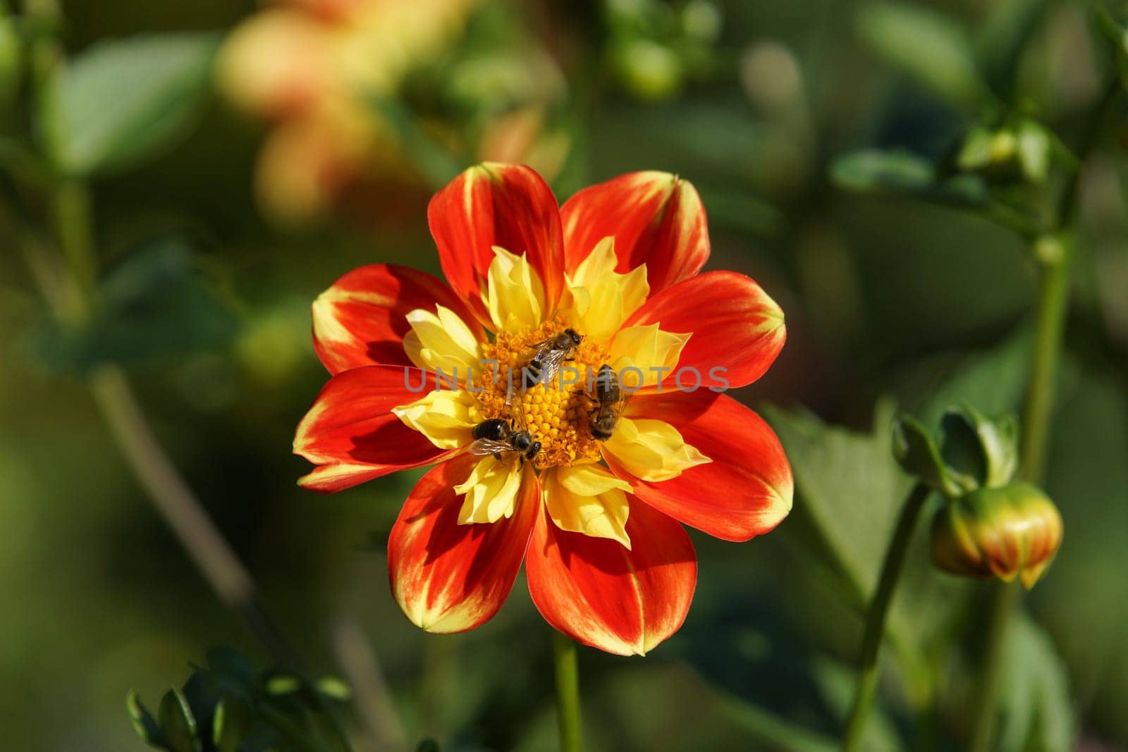 Bees in Dahlia Blueten