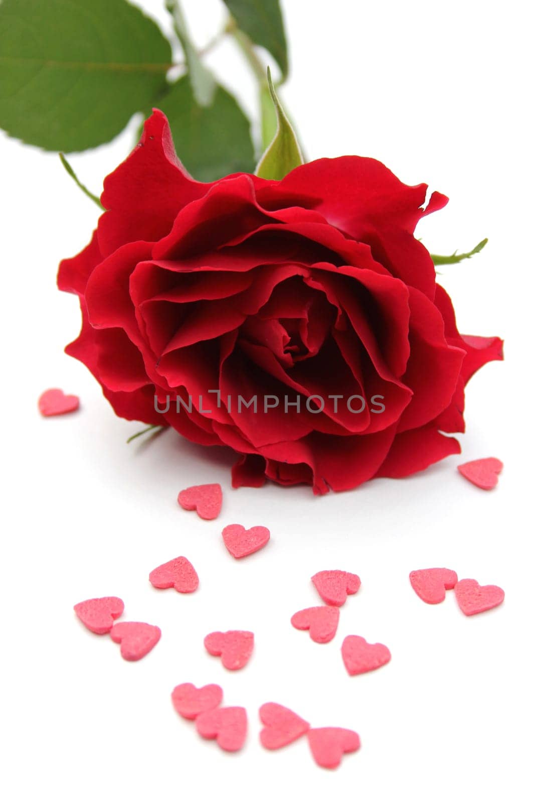 Rose petal with pink hearts
