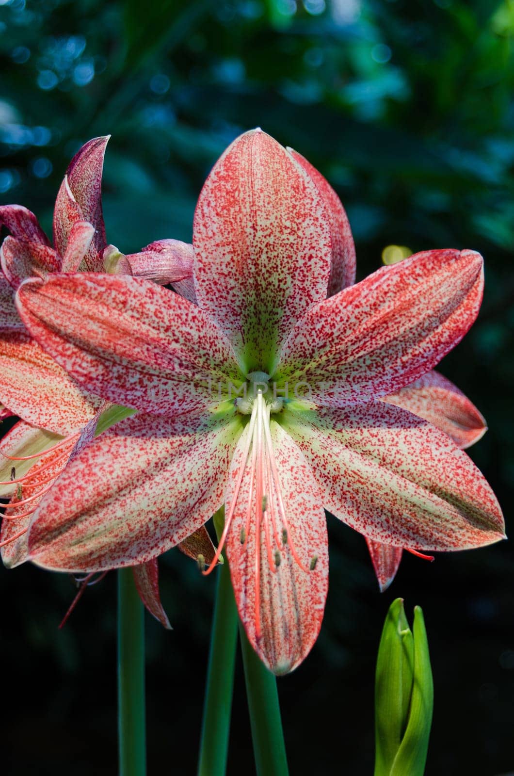 one red and white lovely flower in the family amaryllis