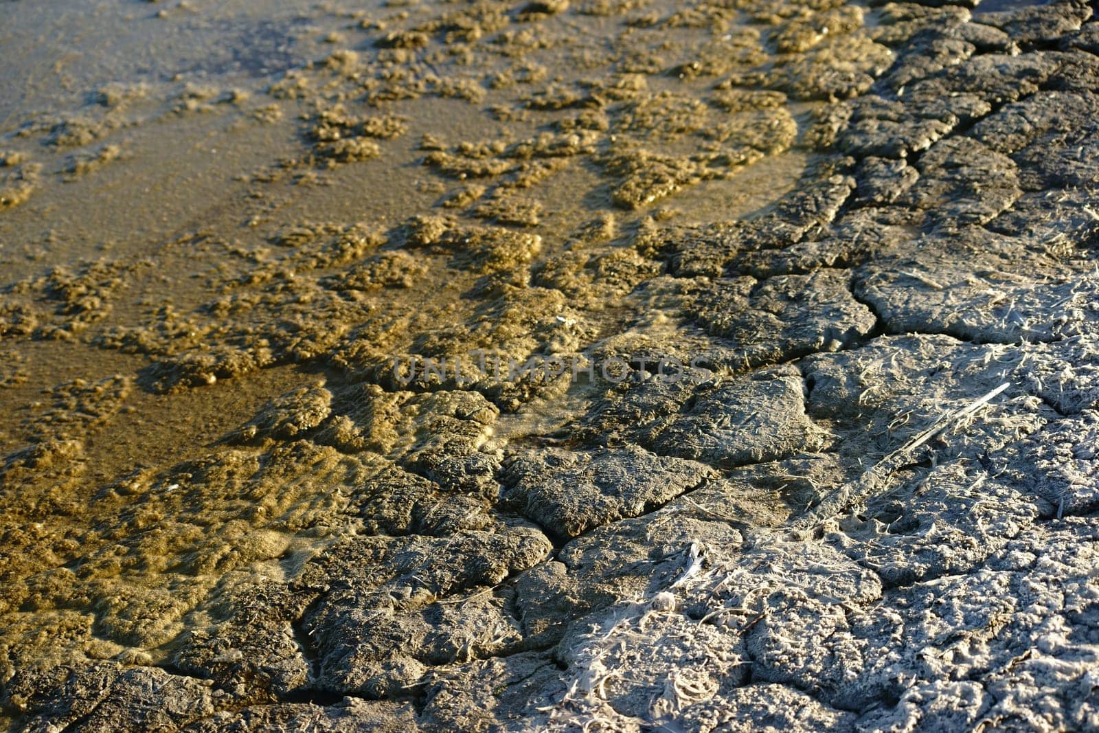 The close-up of brittle soil interspersed with chemicals and feces at salton sea in California due to pollution and overfertilization.