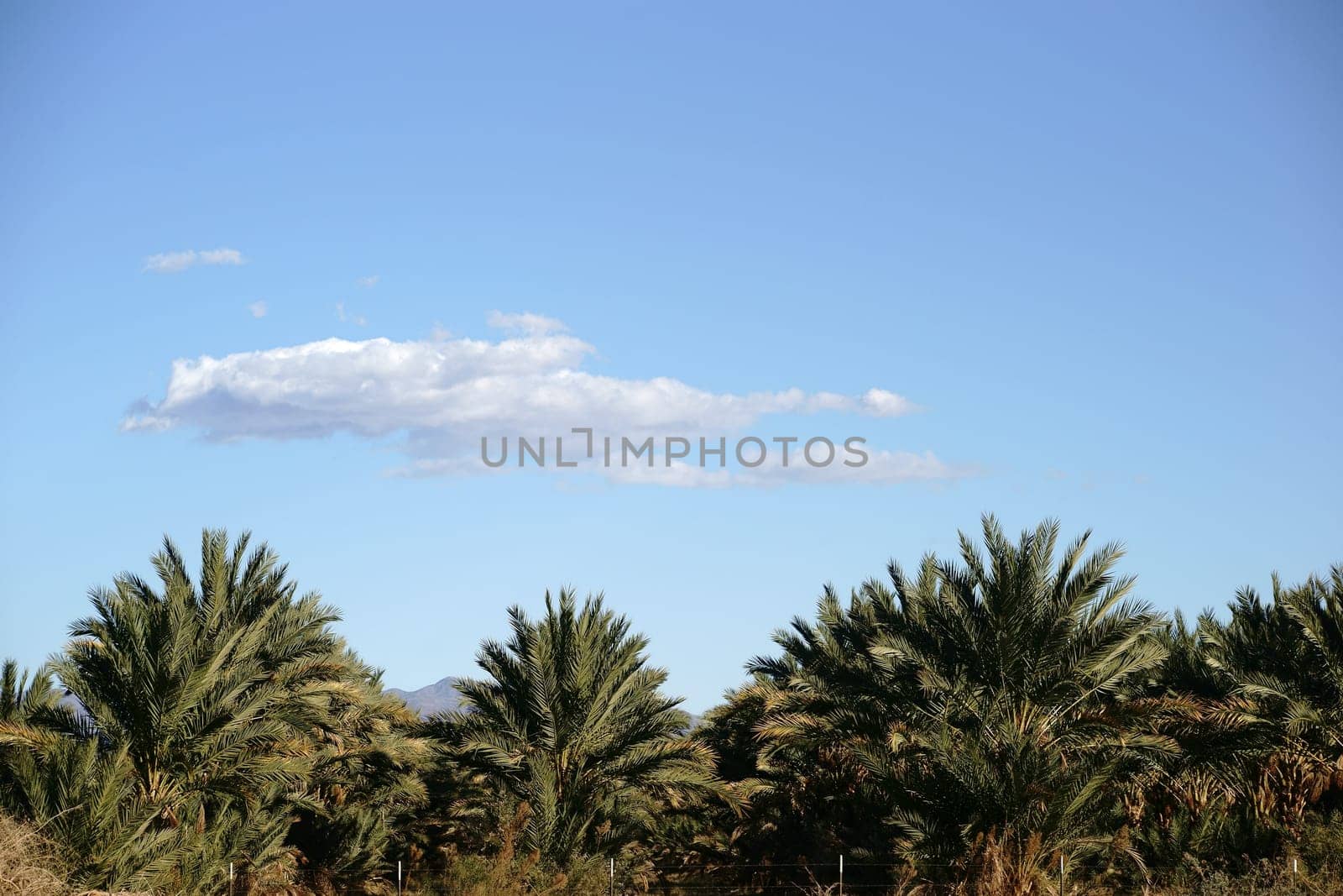 A palm plantation in Southern California near Lake Salton.