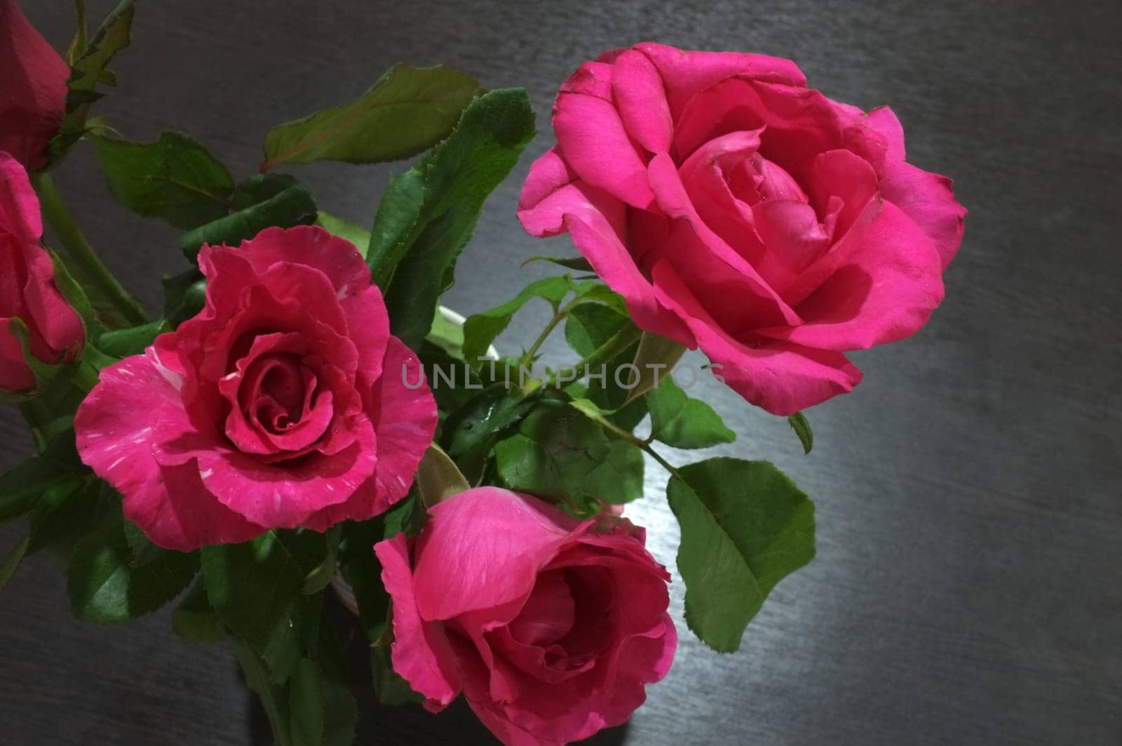 Natural red and pink rose