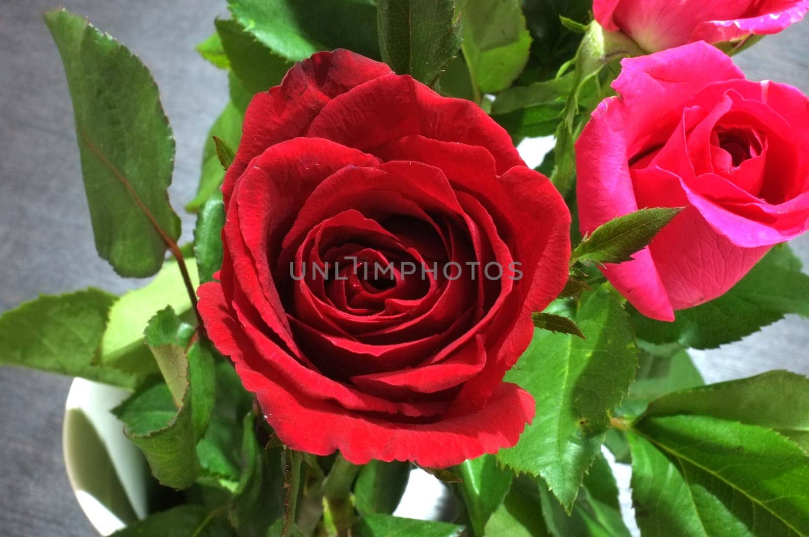 Natural red and pink rose