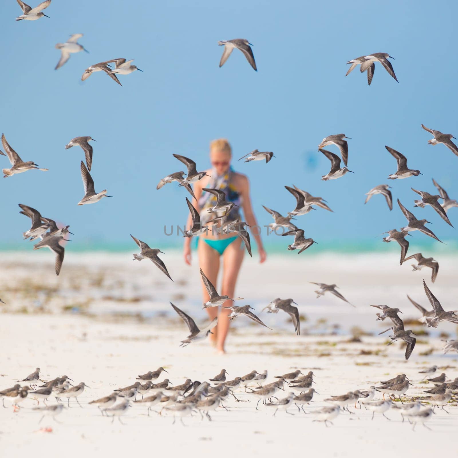 Woman walking on the beach among flock of birds. Beautiful caucasian model  wearing colorful scarf and turquoise bikini on vacations on Paje beach, Zanzibar, Tanzania