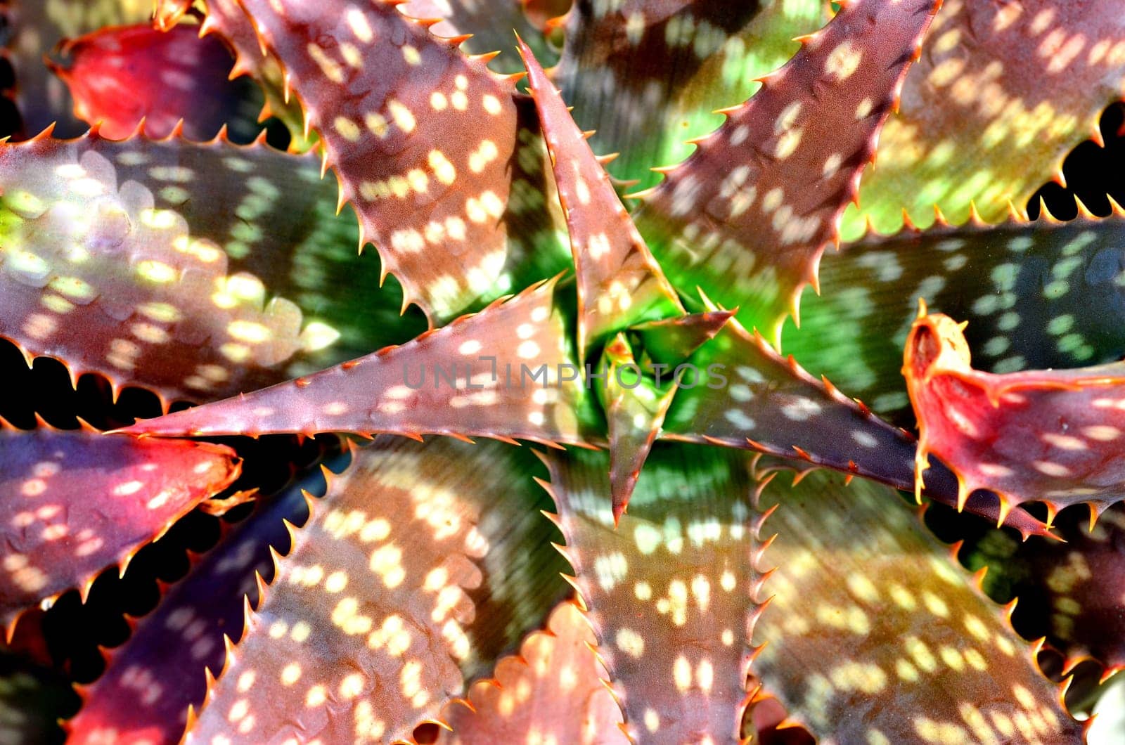 aloe vera