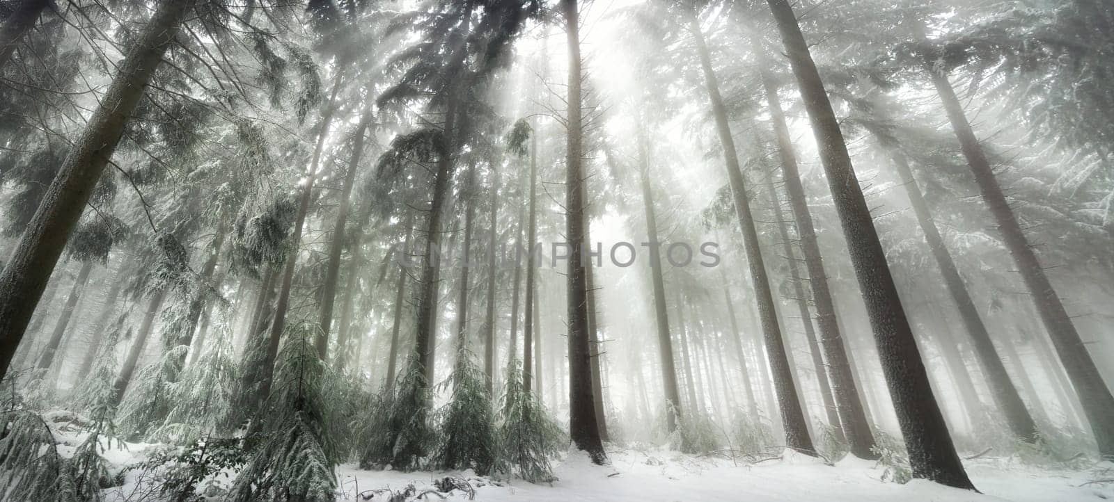 Snow covered forest with magical light in winter,white light rays falling through the fog
