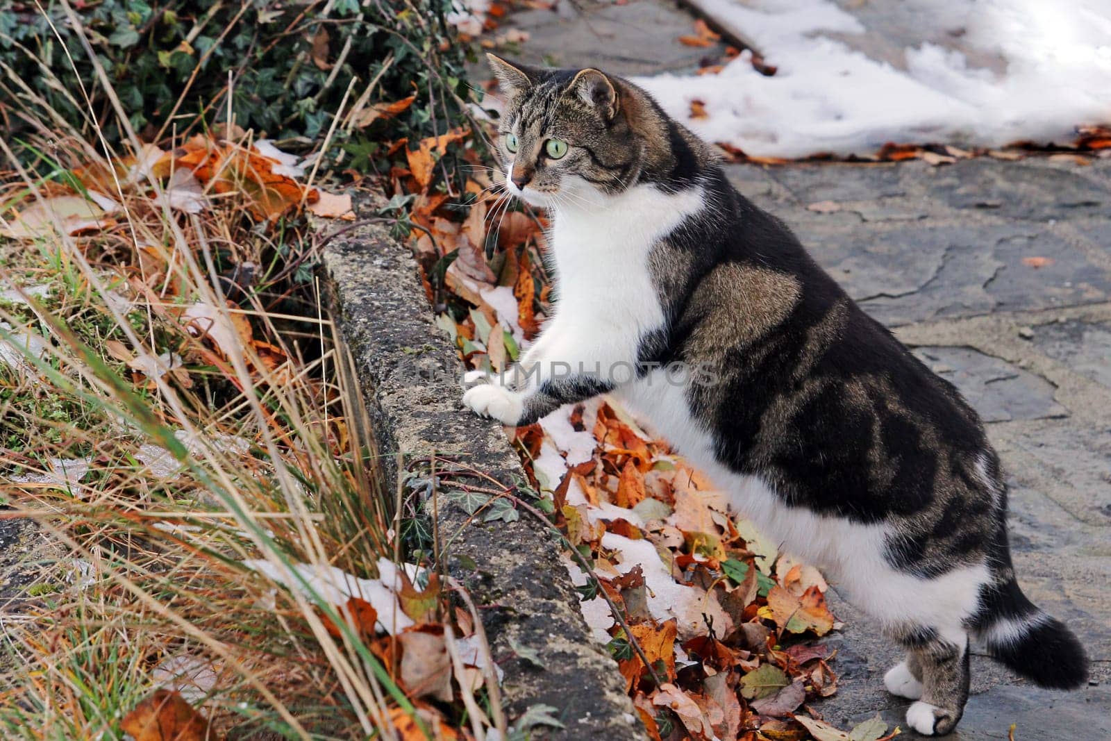 A curious little cat in winter