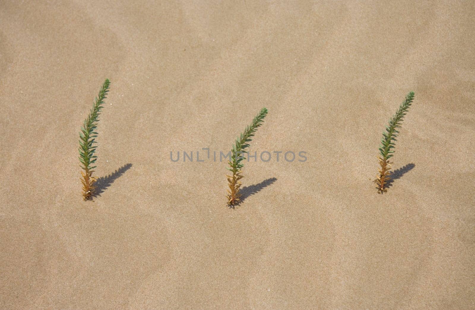 Three blades of grass and shadows and sand ripples produced on a beach in Donana National Park, near Sanlucar de Barrameda, Spain.