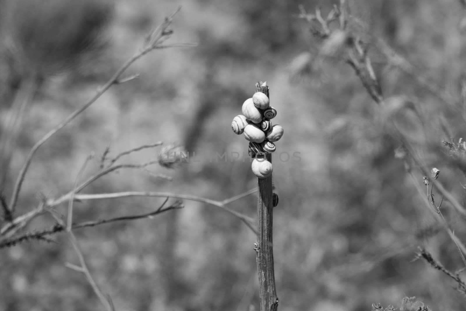 Snails attached to a branch, black and white shot, Badajoz, Extremadura, Spain.