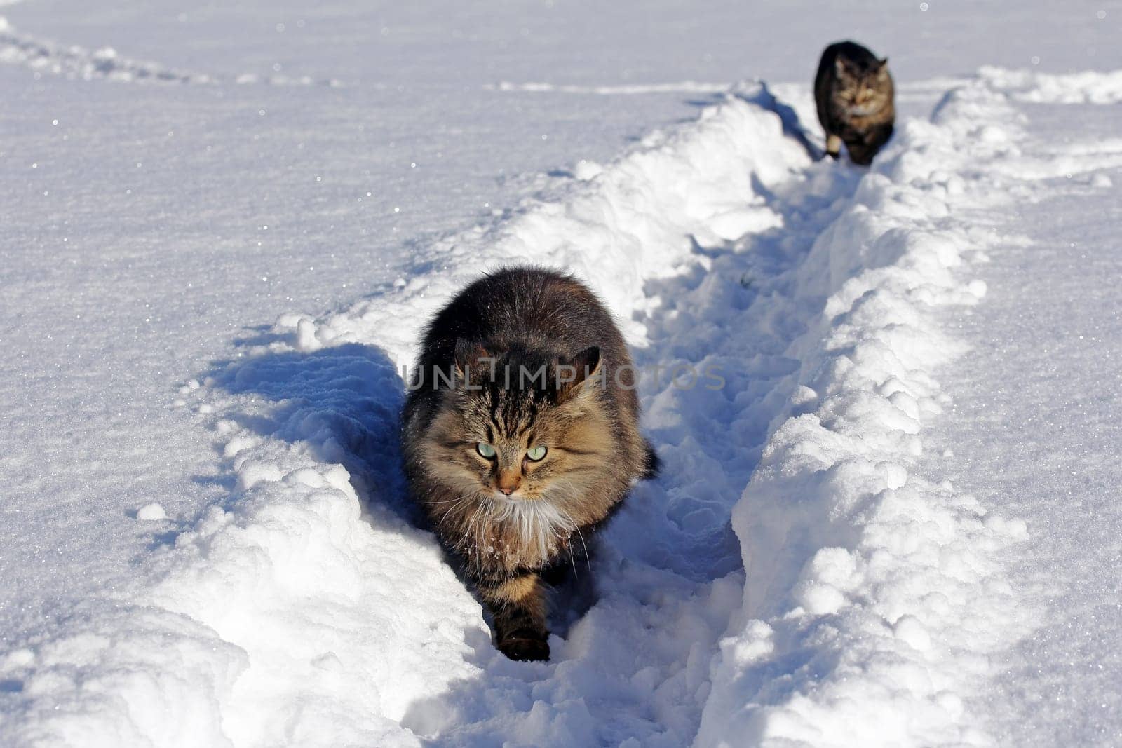 Two cats walk through the high snow together
