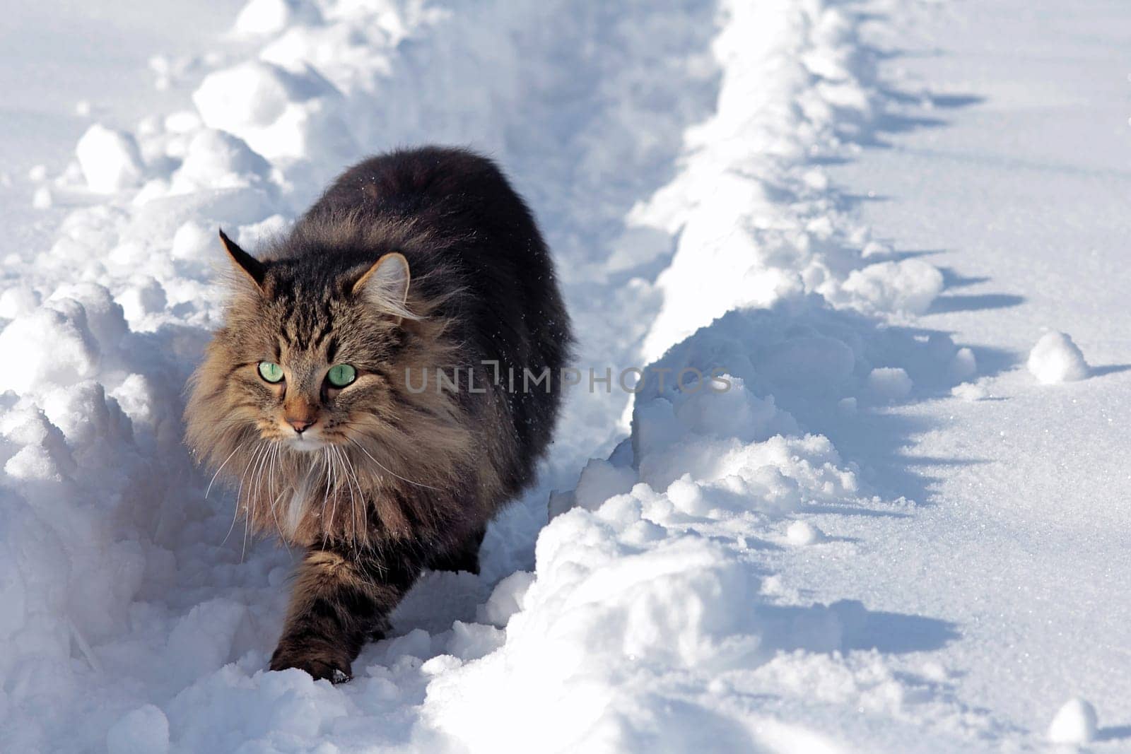 A pretty young Norwegian forest cat in the snow