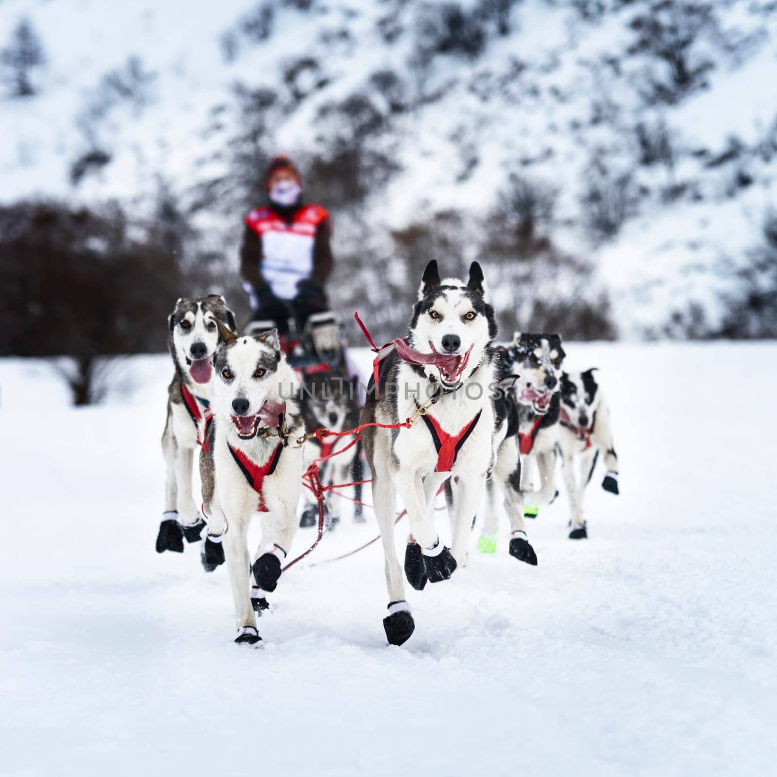 musher dogteam driver and Siberian husky at snow winter competition race in forest