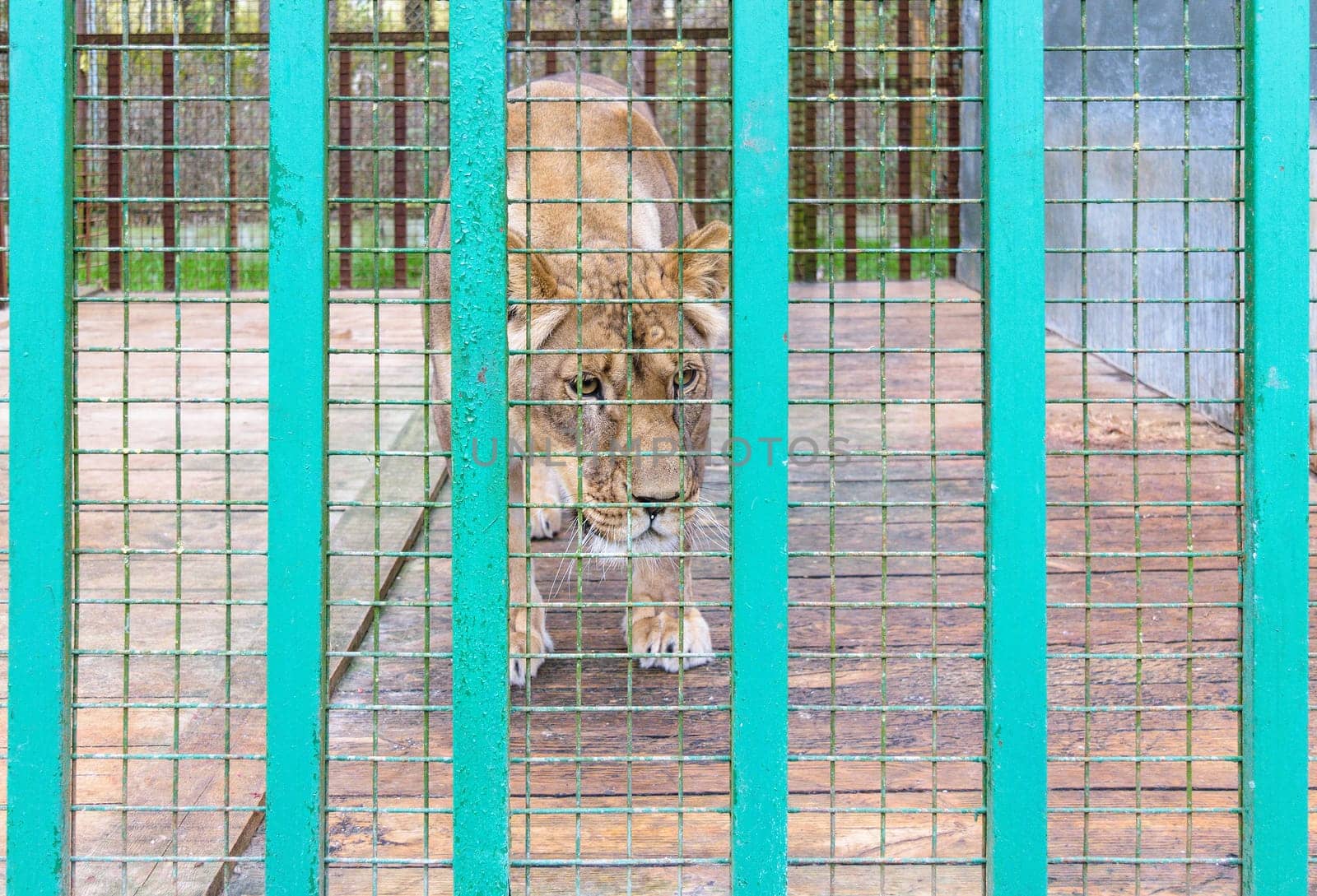 Lioness in the cage.