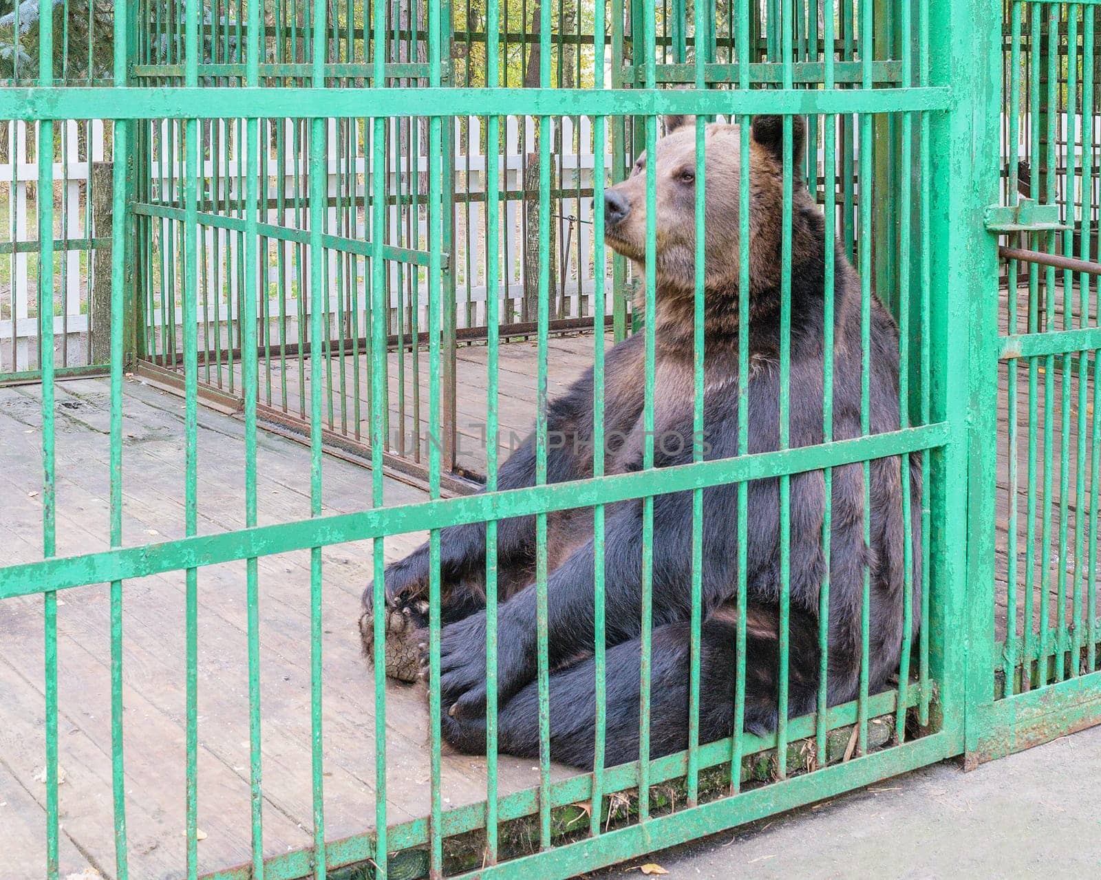 Brown bear sitting behind bars in a cage (aviary)