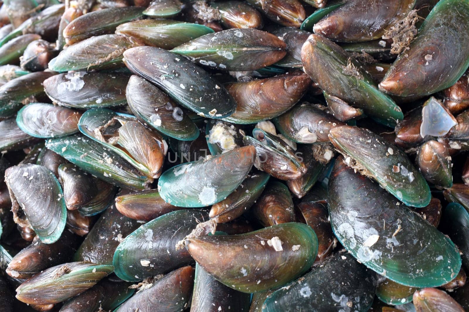 Raw and fress mussels