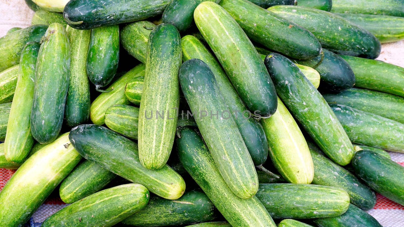 Fresh cucumber organic vegetables in farmer market  Luang Prabang, Laos