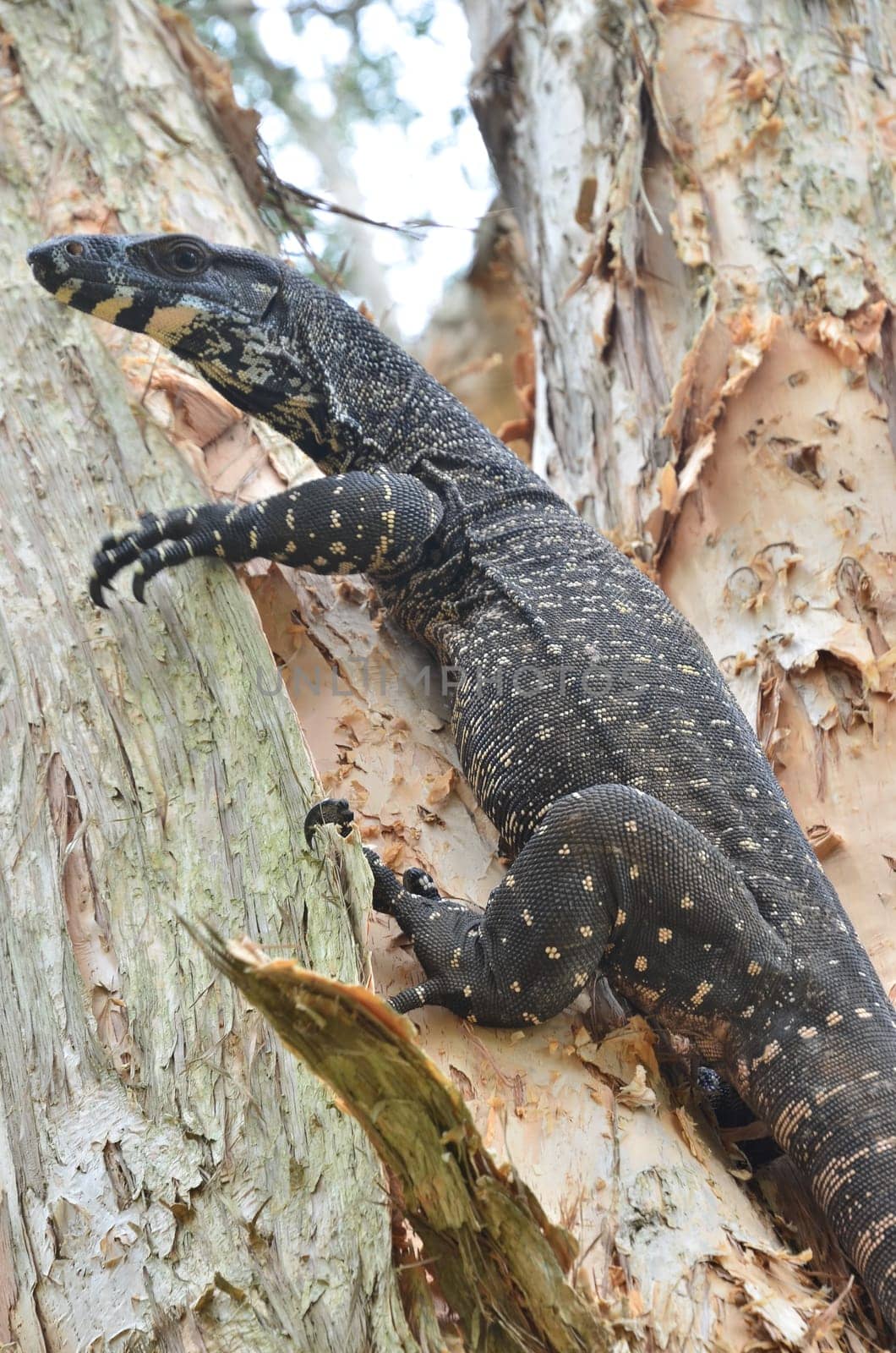 guana on paperbark tree