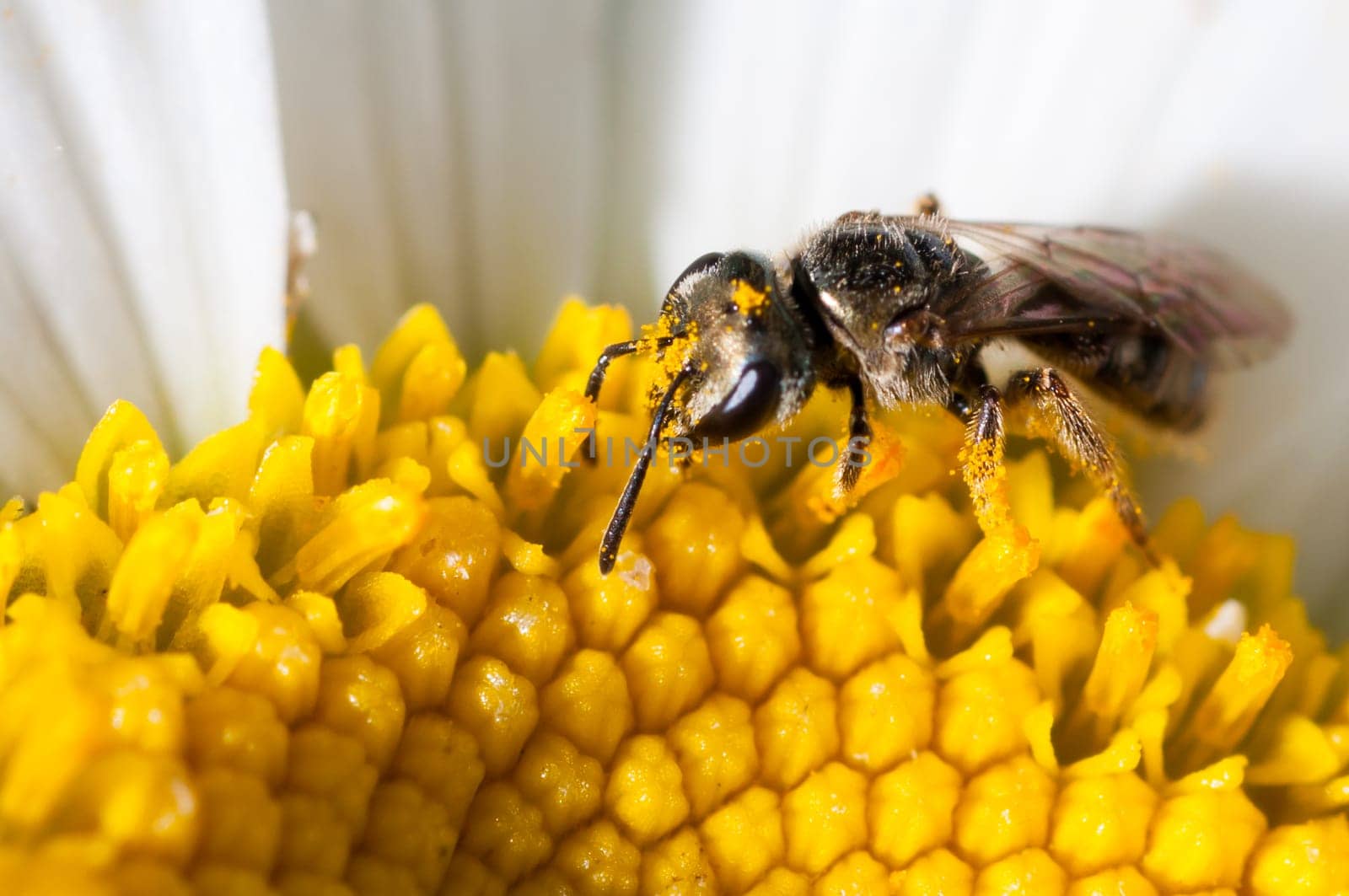 a smakll fly sitting upon the center of a white and yellow flower
