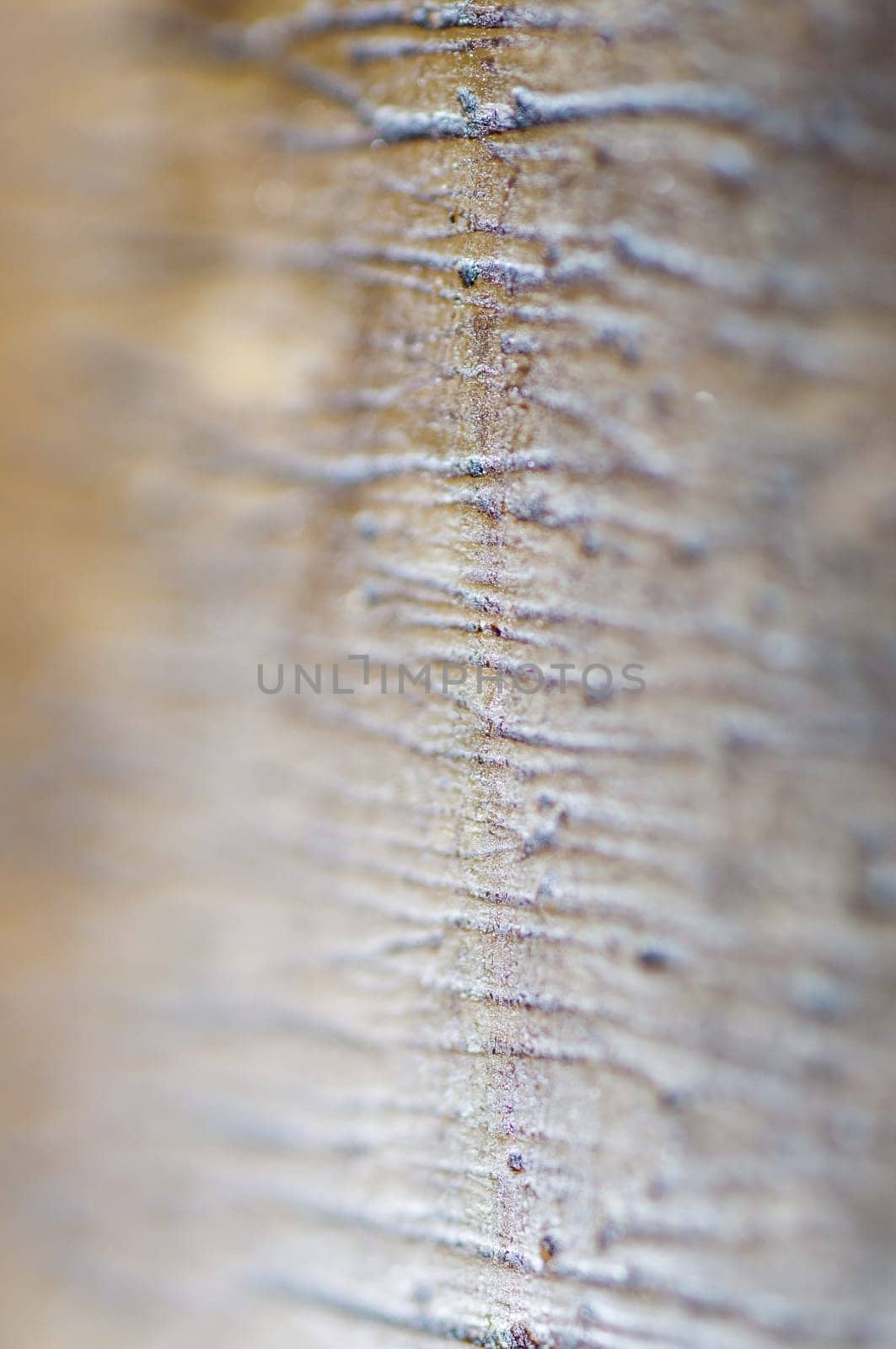 Stone shot close up to reveal interesting textures