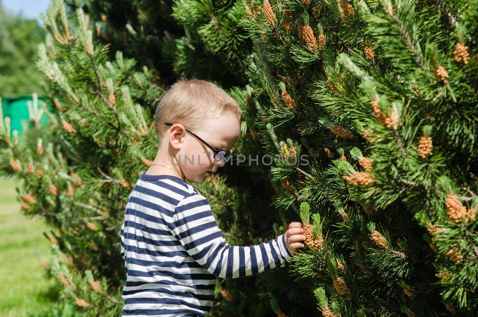 Boy collect pine buds