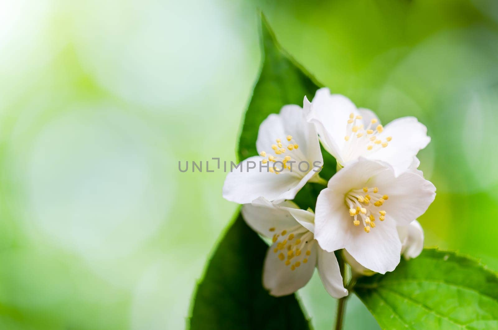 Beautiful flowers of a jasmin, close up. Summer  background