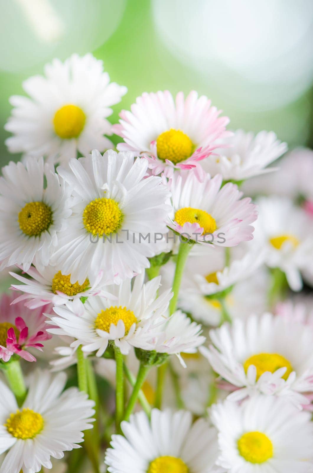Bouquet of small delicate daisy, close-up