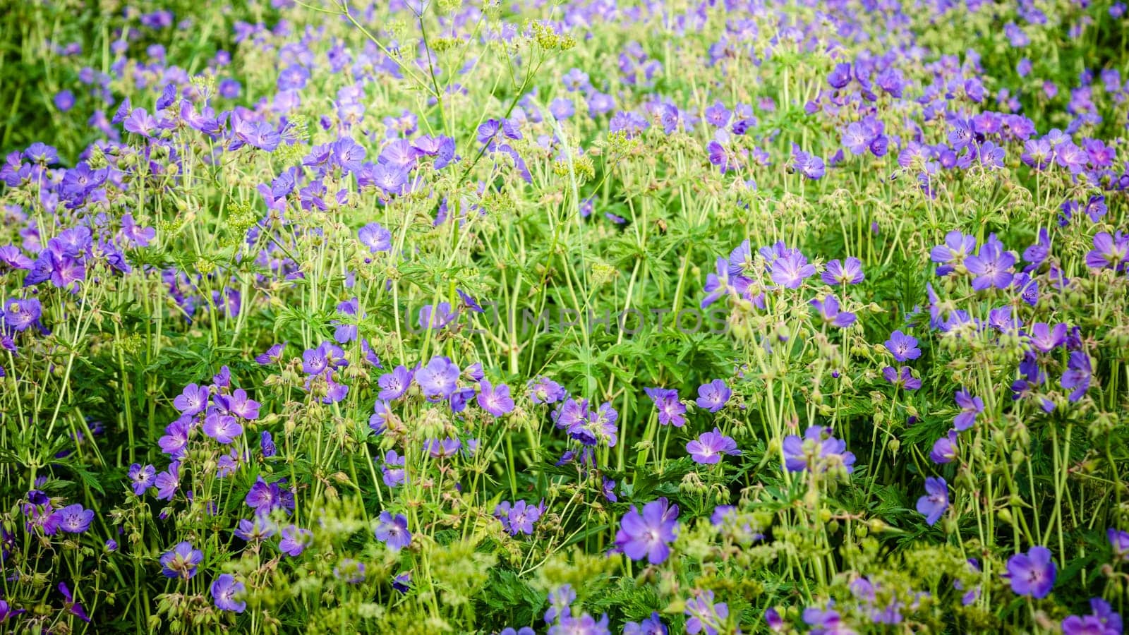 Beautiful purple meadow flowers, close-up background