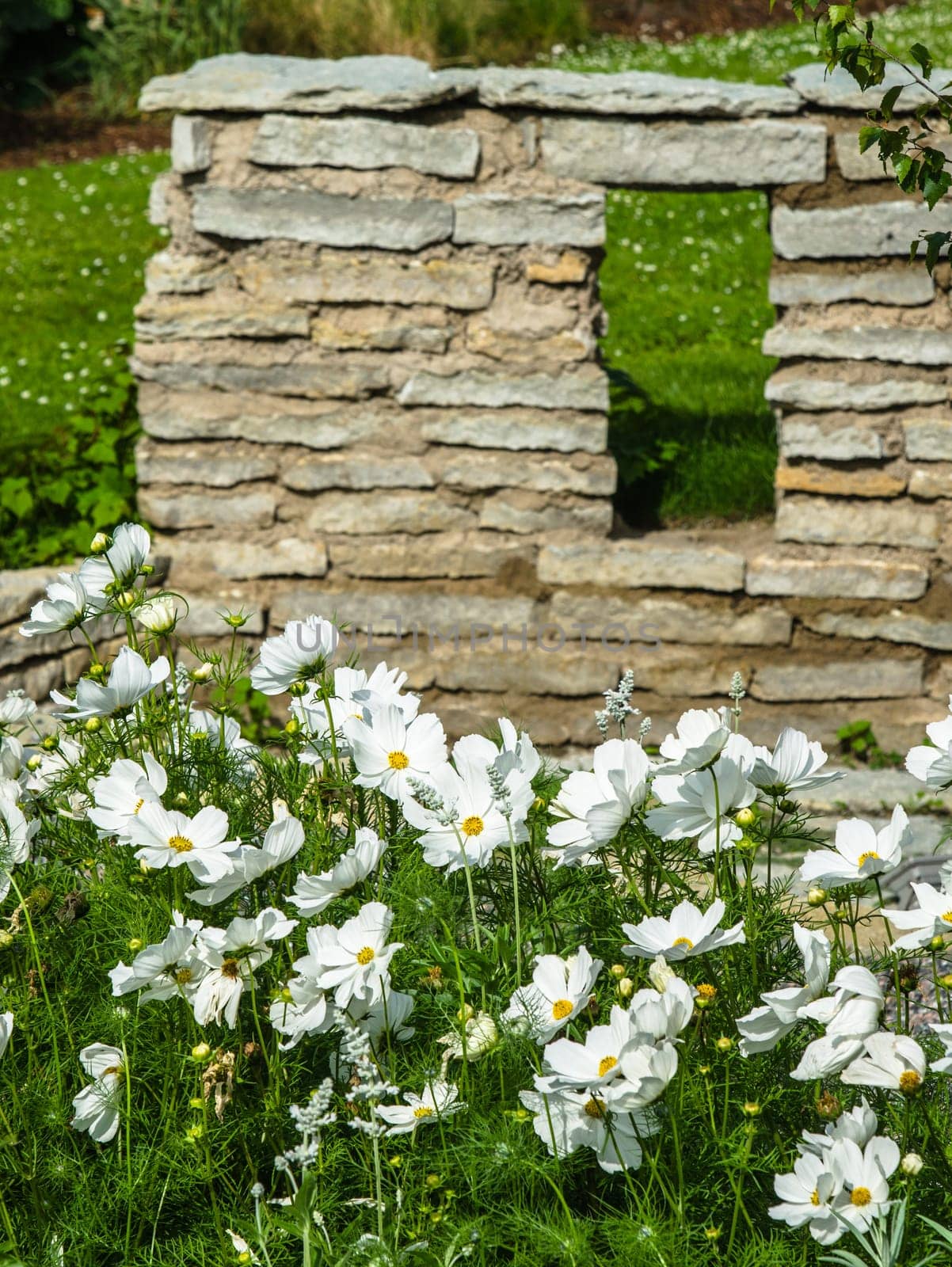 White  flower on a bed with other plants, close-up