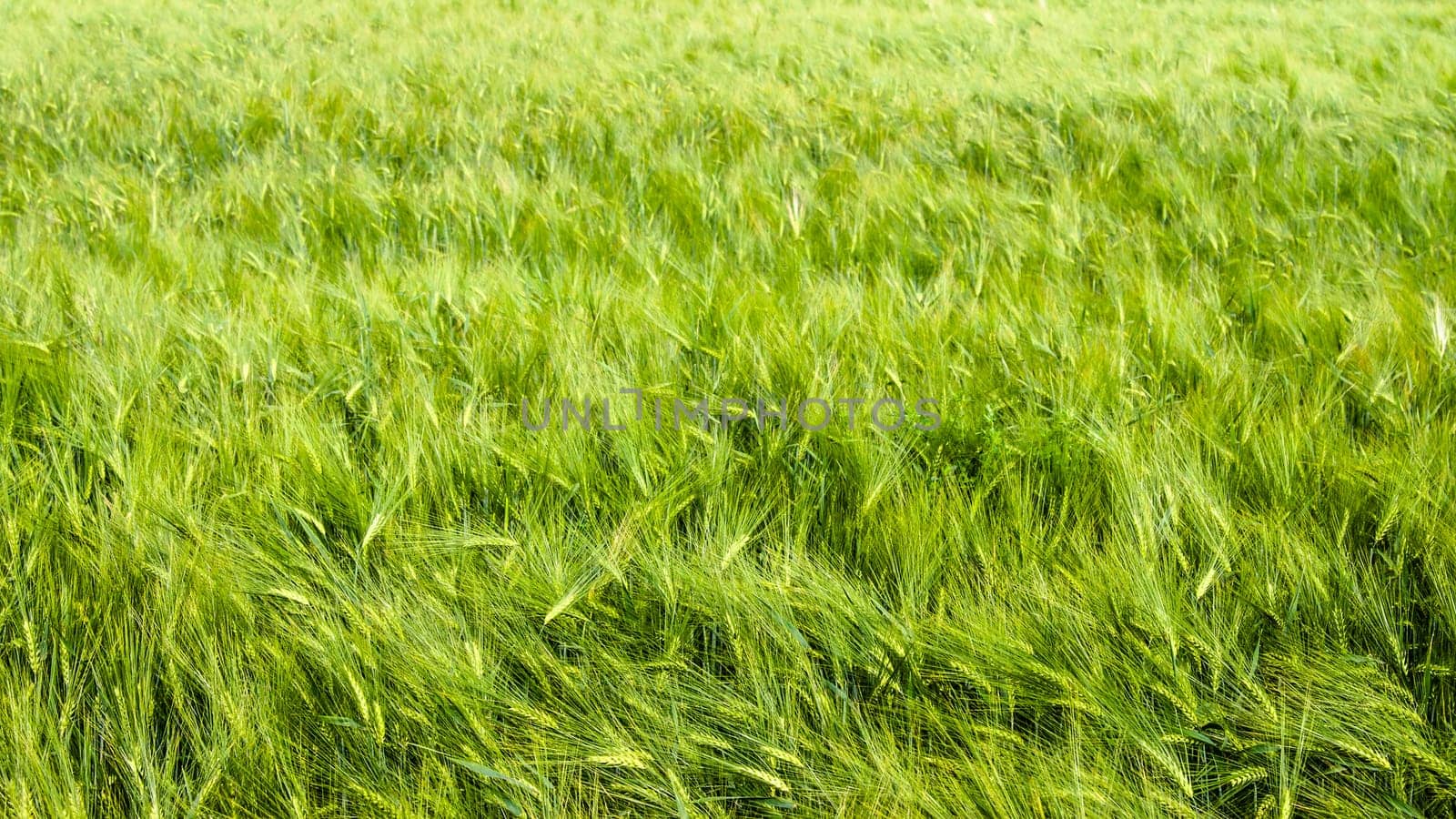 young wheat on farm land