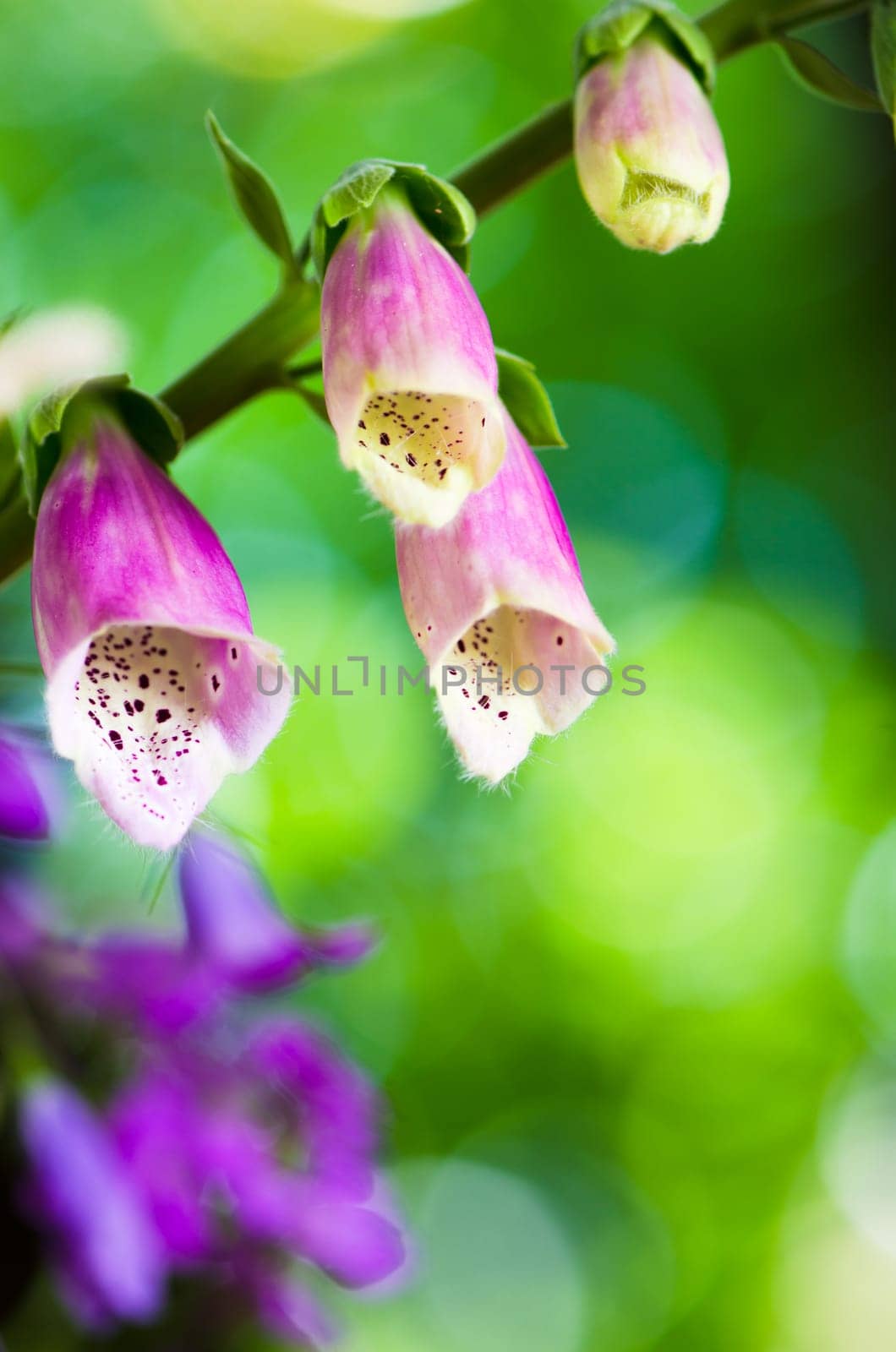 Beautiful flowers purple Foxglove