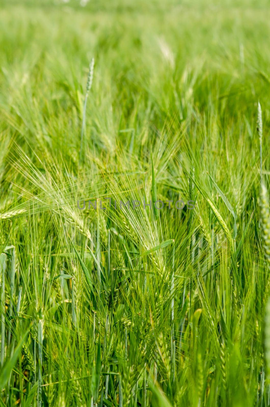 young wheat on farm land, close-up