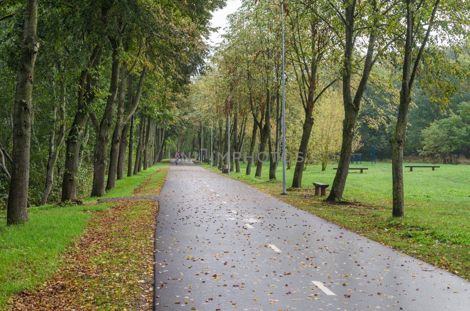 Alley with fallen leaves in autumn park