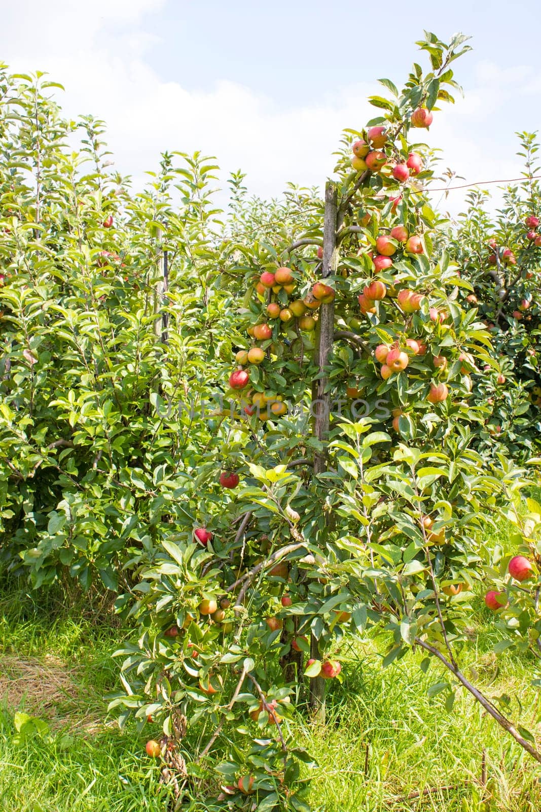 Red apples on apple tree branch