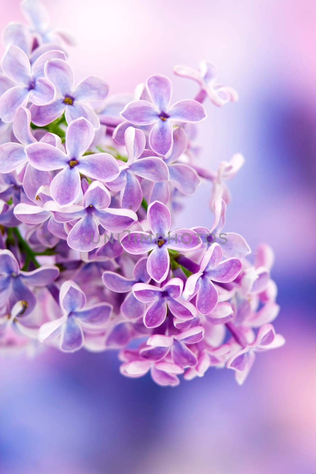 Blooming lilac flowers. Macro photo.