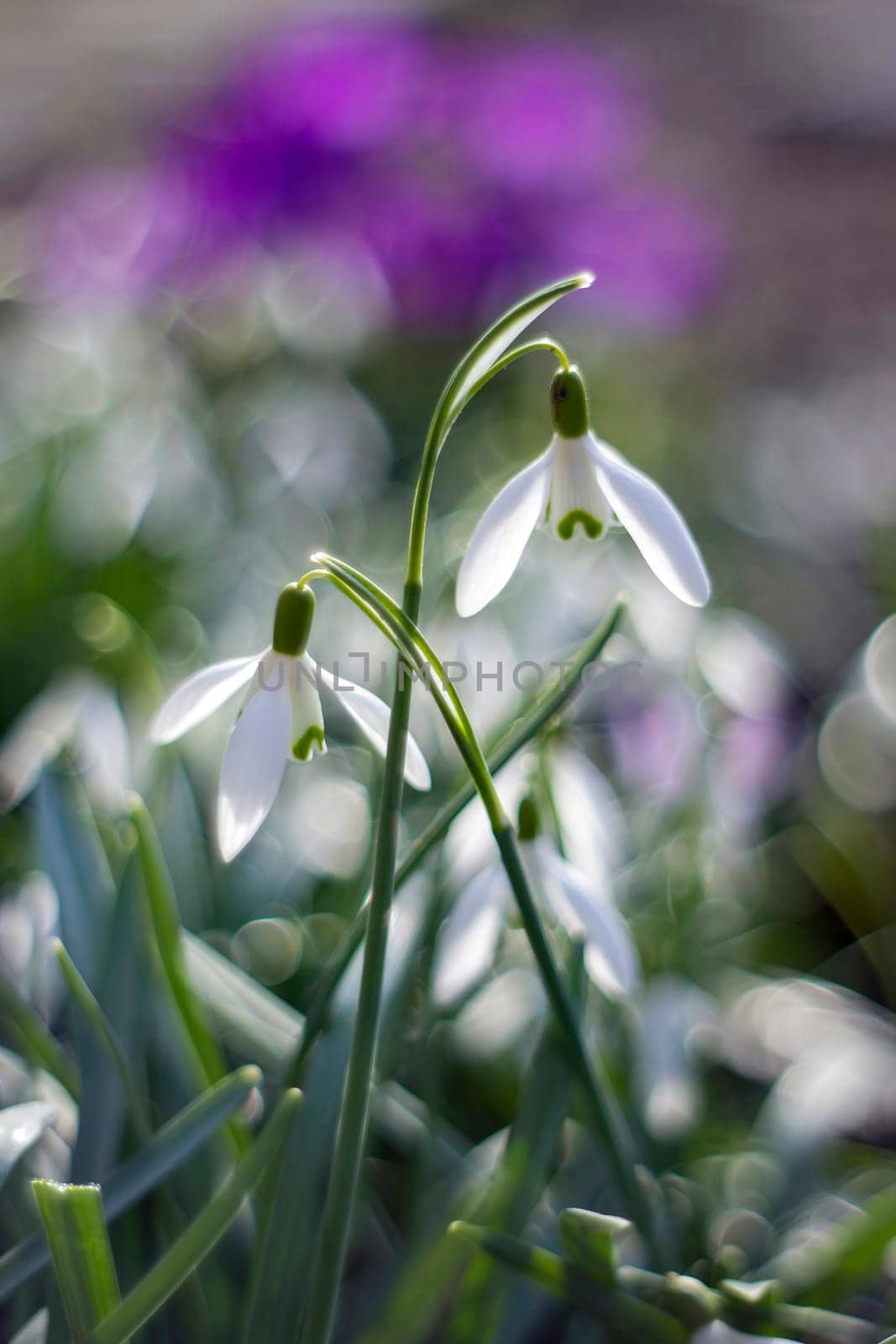 snowdrop - one of the first spring flowers