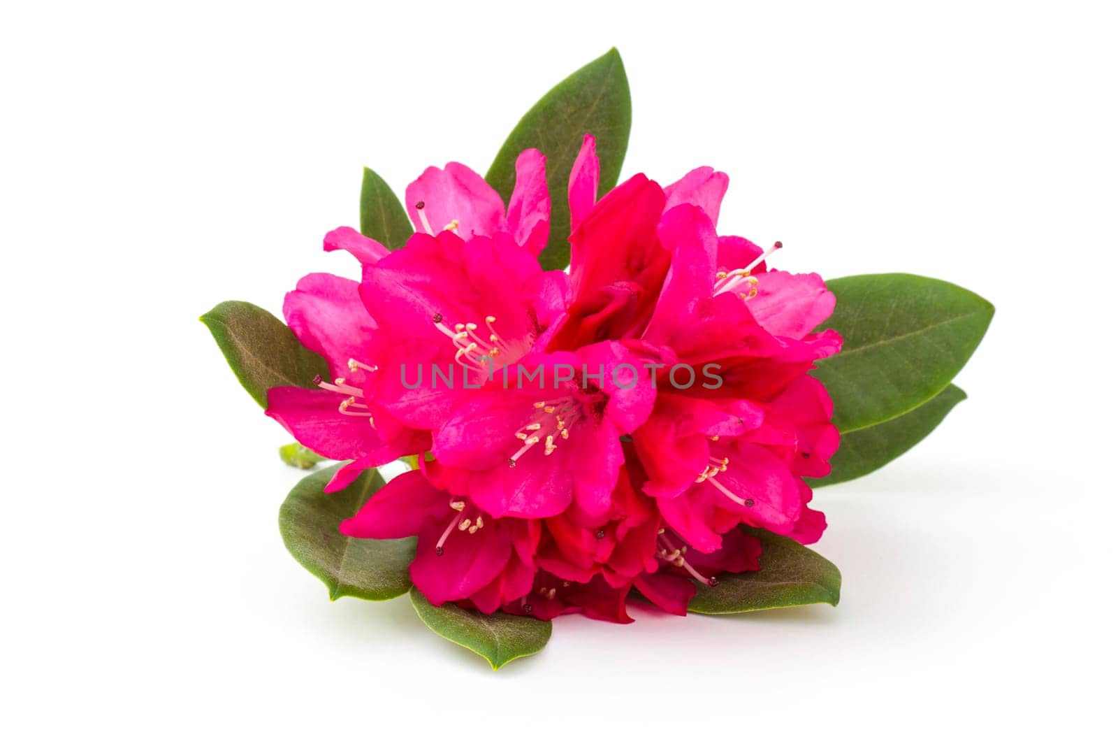 rhododendron